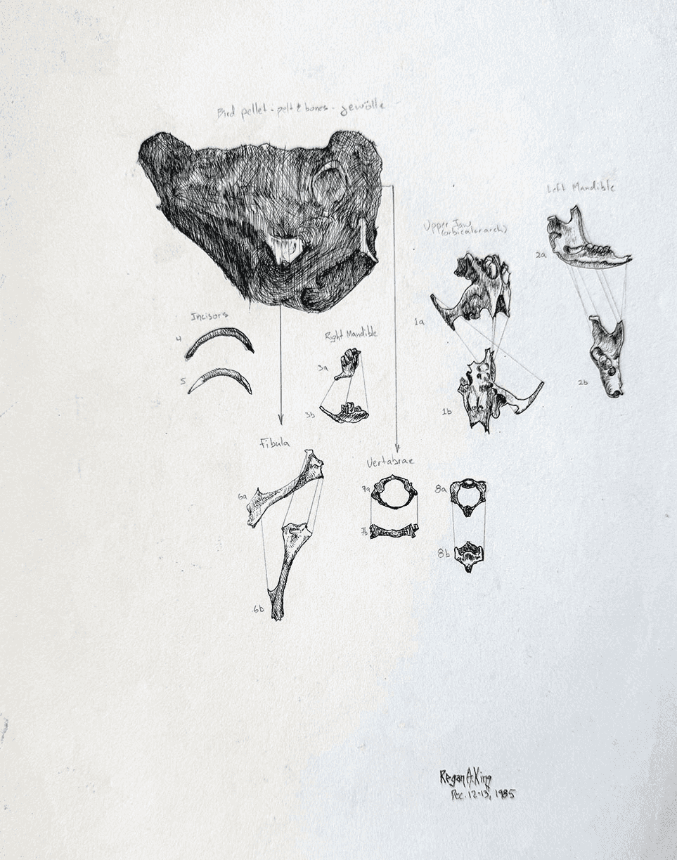 Owl pellet study